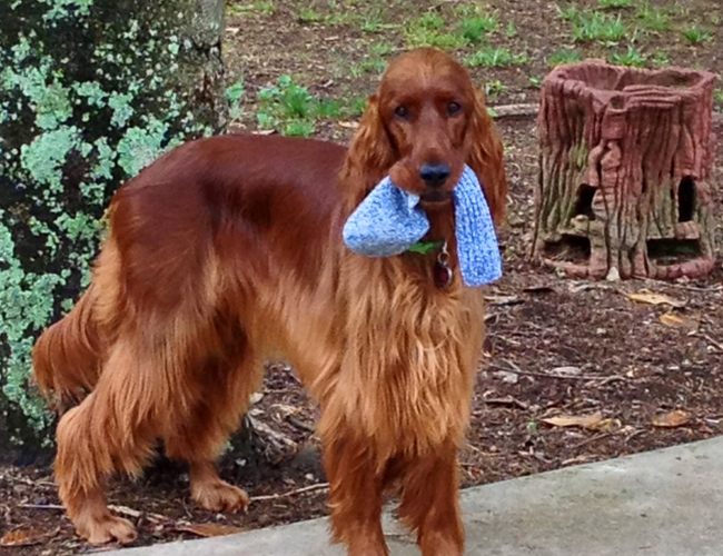 爱尔兰全面崛起,捷克屡遭窘境 爱尔兰全面崛起,捷克屡遭窘境